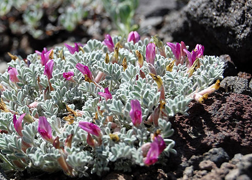 Astragalus purshii